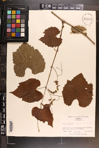 Vitis cinerea image