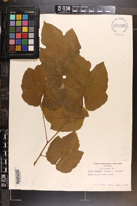 Vitis cinerea image