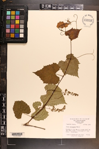 Vitis cinerea image