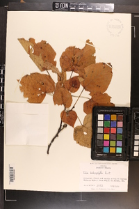 Tilia americana var. heterophylla image