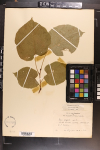 Tilia americana var. heterophylla image