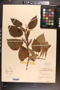 Tilia americana var. heterophylla image