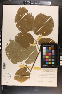 Tilia americana var. heterophylla image