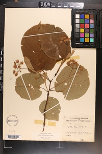 Tilia americana var. heterophylla image