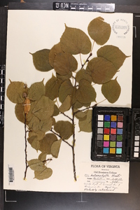 Tilia americana var. heterophylla image