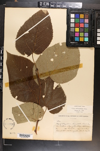 Tilia americana var. heterophylla image