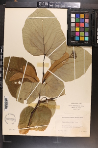 Tilia americana var. heterophylla image