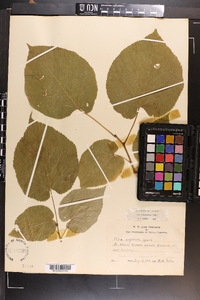 Tilia americana var. heterophylla image