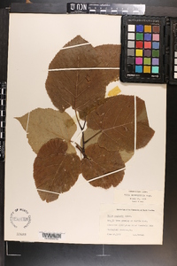 Tilia americana var. heterophylla image