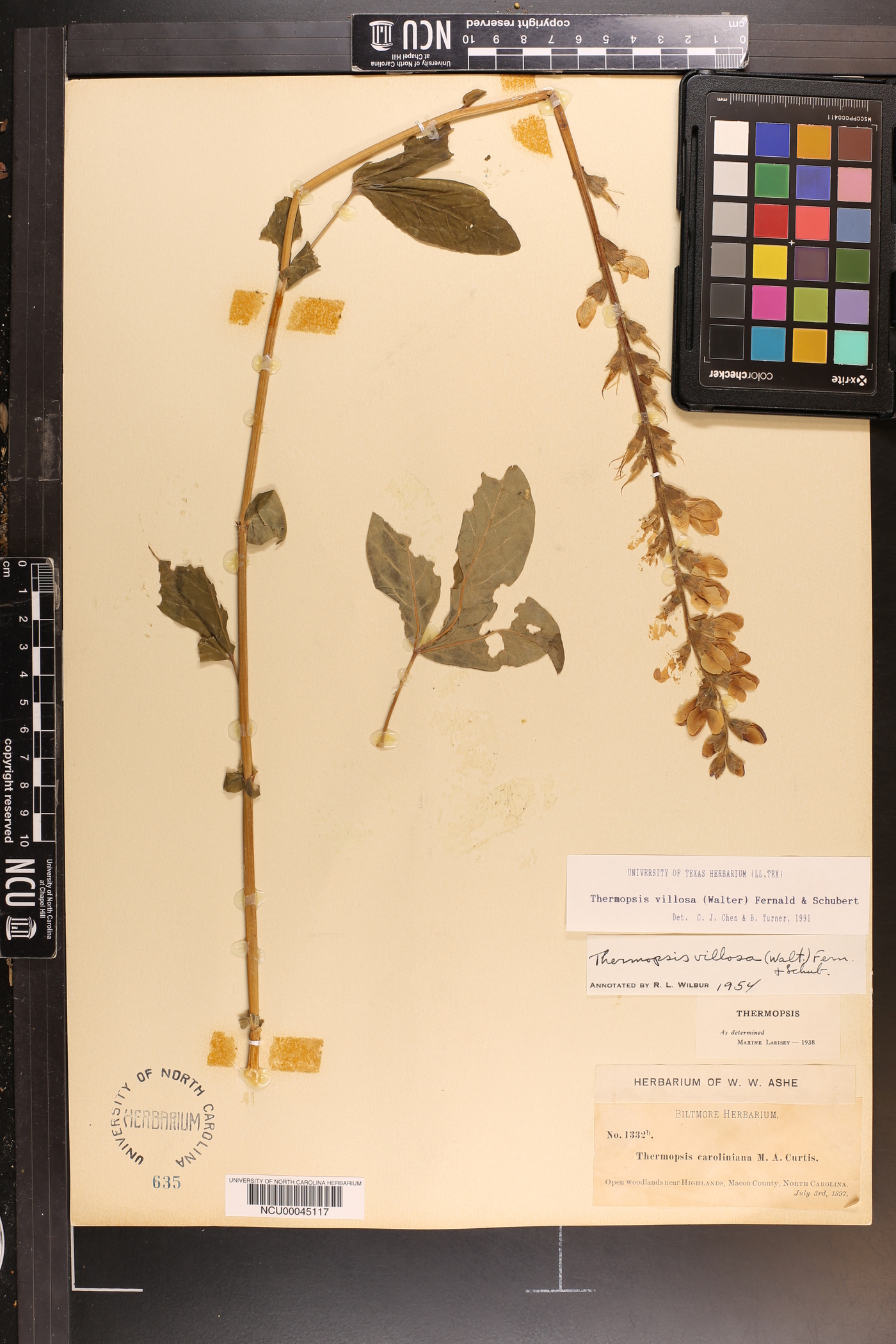 Thermopsis villosa image