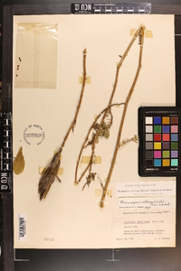 Thermopsis villosa image