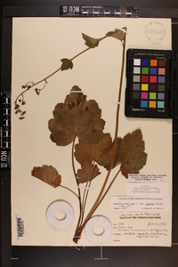 Heuchera americana image