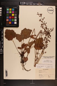 Heuchera americana image