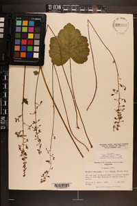 Heuchera americana image