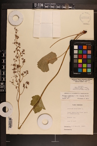 Heuchera americana image