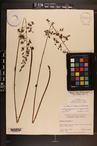 Heuchera americana image