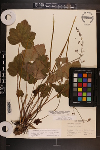 Heuchera americana image