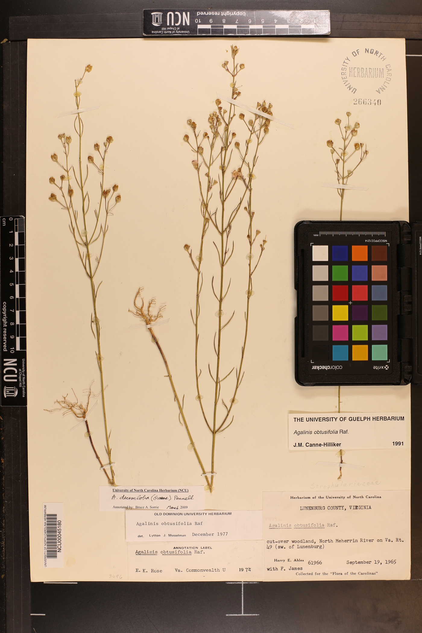 Agalinis decemloba image
