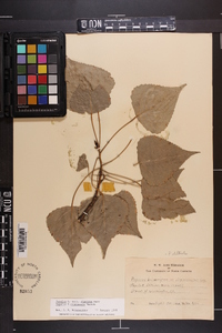 Populus x canadensis image