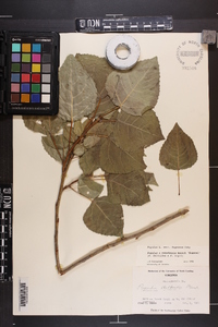 Populus x canadensis image