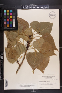 Populus x canadensis image