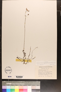 Utricularia striata image