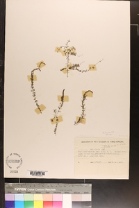 Utricularia striata image