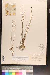 Utricularia striata image