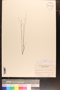 Utricularia striata image