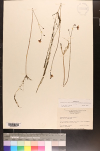 Utricularia striata image