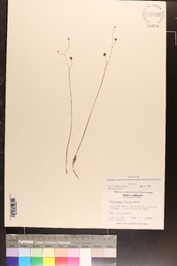 Utricularia striata image