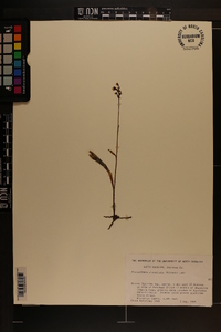 Platanthera clavellata image