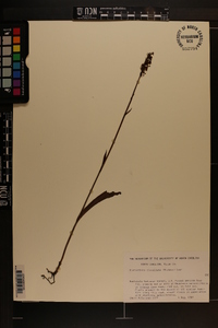 Platanthera clavellata image