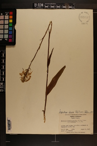 Platanthera x bicolor image