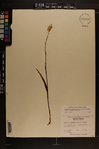 Platanthera cristata image