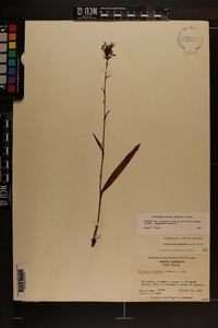 Platanthera cristata image