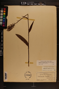 Platanthera cristata image