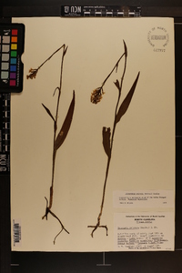 Platanthera cristata image