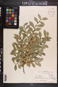 Ulmus parvifolia image