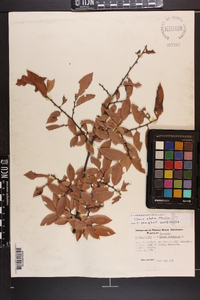 Ulmus alata image