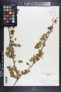 Rubus flagellaris image