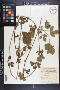 Rubus flagellaris image