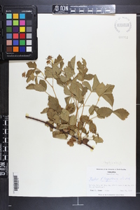 Rubus flagellaris image