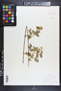 Rubus flagellaris image