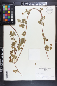 Rubus flagellaris image