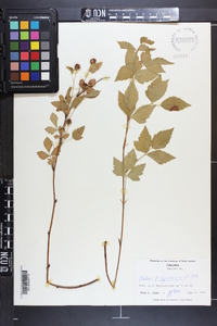 Rubus flagellaris image