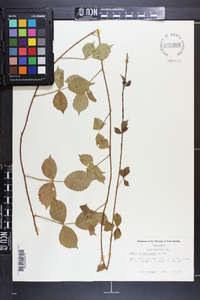 Rubus flagellaris image