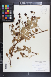 Rubus flagellaris image