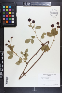 Rubus flagellaris image