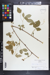 Rubus flagellaris image